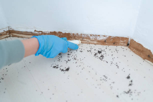 Best Insect Control  in Keyport, NJ